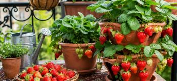 راز پرورش توت فرنگی در خانه؛ برداشت میوه های شیرین از گلدان و باغچه