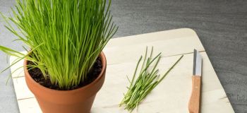کاشت تره در گلدان؛ راهنمای ساده کاشت تره تازه در خانه و روی بالکن