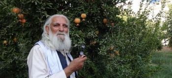 پیرمرد و درخت انار؛ داستانی پندآموز درباره نیکی بدون انتظار