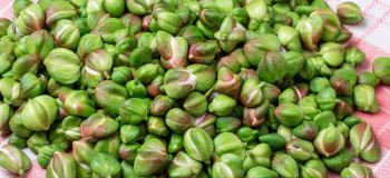 طرز تهیه خوراک گل کبر قزوین؛ غذای محلی الموت با طعمی متفاوت و خواص فراوان