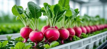 پرورش تربچه در آب در خانه؛ از یک دانه تا تربچه های تازه و خوش رنگ!