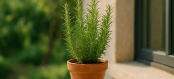 تکثیر رزماری در خانه؛ ساده ترین روش کاشت و نگهداری گیاه خوش عطر و همیشه سبز