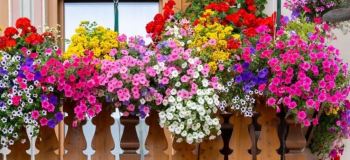 گل اطلسی؛ روش تکثیر و نگهداری این گیاه معطر و رنگارنگ در خانه