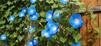 انواع گل رونده باغچه ای و آپارتمانی؛ ۱۵ گیاه زیبا برای دیوار، تراس و حیاط