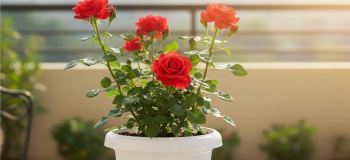 نگهداری از گل رز در باغچه و گلدان؛ از هرس اصولی تا کوددهی برای گل دهی بیشتر