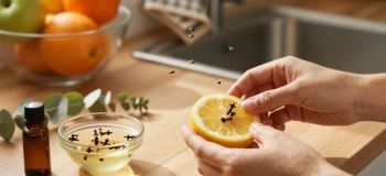 حشرات خانه را بدون دردسر دور کنید؛ ۱۰ ترفند ساده با وسایل دم دستی!