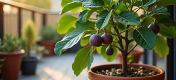 باغچه انجیر روی بالکن! راهنمای پرورش درخت انجیر در گلدان و گرفتن میوه های شیرین در خانه