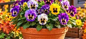 گل های بنفشه در پاییز؛ ۷ راز طلایی برای گلدهی بیشتر و ماندگاری طولانی تر