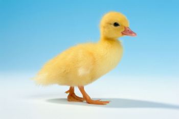 محل نگهداری جوجه اردک در خانه