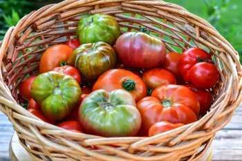 گوجه فرنگی زبرا: طعمی خوشمزه و خواص شگفت انگیز