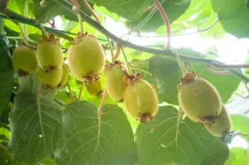 شناسایی و کنترل آفات درخت کیوی برای باغداران