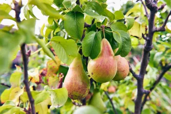 درخت گلابی برای باردهی و رشد به چه شرایطی نیاز دارد؟
