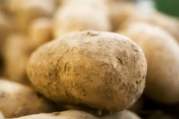 علت تلخی سیب زمینی و راه های پیشگیری از آن