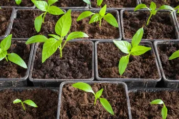 شوری خاک چه تاثیری در رشد نهال دارد ؟