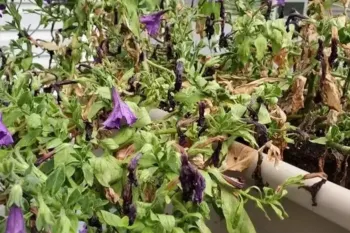 دلایل اصلی خشک شدن گل اطلسی