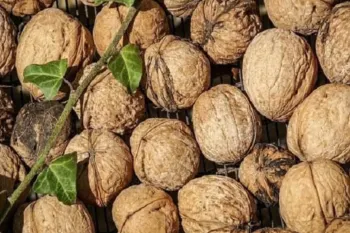 علت اهمیت پوست گردو برای گلدان و خاک چیست ؟
