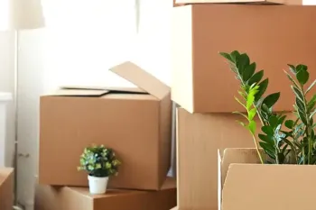 نکات مهم برای جابجایی گیاهان و گل ها در اسباب کشی