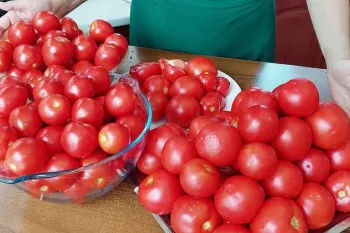 روش طبیعی برای نگهداری گوجه : تا سالها گوجه سالم میماند و کپک نمیزند
