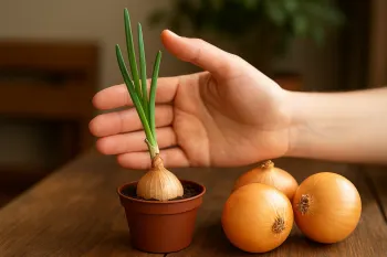 دیگه پیاز نخر! اینجوری توی خونه خودت پیاز بکار