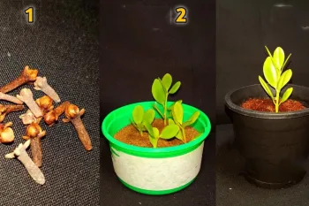 نحوه پرورش گیاه میخک از بذر: چگونه در خانه میخک بکاریم ؟