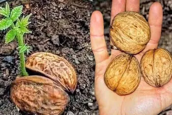 نحوه کاشت گردو از دانه به چهار روش مختلف