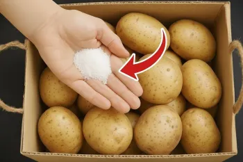 روش طبیعی نگهداری از سیب زمینی / تا سالها سیب زمینی جوانه نمیزند و له نمیشود
