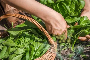آموزش مرحله به مرحله کاشت اسفناج در گلدان