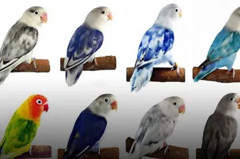 بهترین اسباب بازی برای هر نوع طوطی کدام است ؟