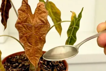 ترفند اورژانسی برای احیای گل های آپارتمانی