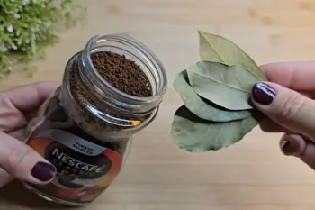 دفع سوسک و پشه در ۱ ساعت؛ فرمول مخفی فویل و پودر قهوه