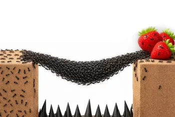 ۱۰۰۰ مورچه در مقابل موانع / چالش عبور کلونی مورچه ها از موانع