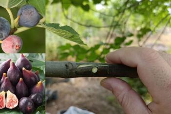 آموزش اصولی پیوند پوستی و چاک زنی درخت انجیر از خروج شیرابه تا بهترین فصل پیوند