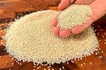 طرز تهیه شیر کنجد خانگی و توپک های انرژی زا برای سلامت چشم، بینایی و مفاصل