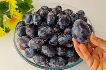ترفند نگهداری آلو برای یک سال؛ تهیه مارمالاد خوشرنگ و شربت طبیعی آلو