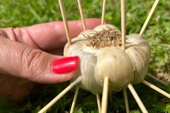 ترفند سریع دفع حشرات با سیر و خلال دندان