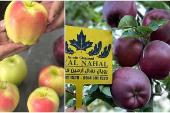 ۸۰ تن سیب در هکتار با بهترین ارقام سیب؛ رویایی به وسعت یک باغ سودآور