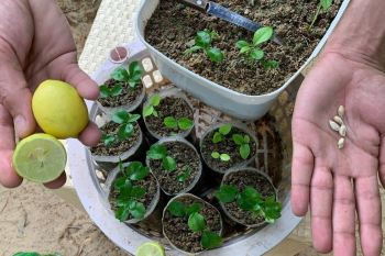 راهنمای پرورش نهال لیمو ترش از هسته در منزل؛ از جوانه زنی تا انتقال به گلدان