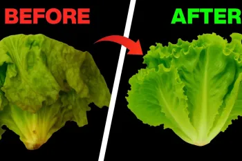 ترفند نگهداری کاهو برای هفته ها تازه و ترد /خداحافظی با دور ریختن سبزیجات