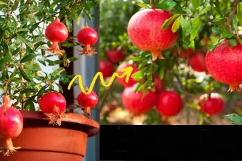 آموزش صحیح و ساده کاشت انار در گلدان ، درخت انار خانگی با باردهی بالا