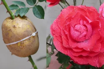 تکثیر گل رز با کمک سیب زمینی بدون نیاز به ابزار حرفه ای