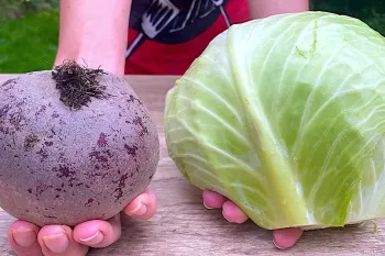 طرز تهیه یک تغذیه خوشمزه و مفید با کلم و چغندر ساده، سالم و رنگارنگ