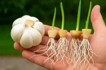 چگونه فقط با کاشتِ پایه ی سیر، سیر پرورش بدهیم / سریع و آسان