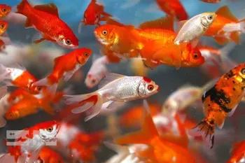 آیا می دانید ماهی ها چطور می خوابند ؟