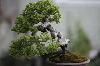 ۳ روش عالی برای تکثیر گل بونسای، آموزش مرحله به مرحله