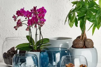 ترفند از بین بردن رسوب گلدان شیشه ای فقط در چند دقیقه