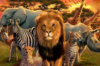 کدام حیوان با یک چشم باز می خوابد؟ دلیل علمی خواب تک کره ای