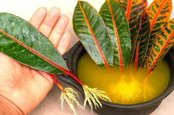 تکنیک سریع ریشه زایی هر گیاه از برگ فقط با ۱ ماده | روشی ساده و معجزه آسا