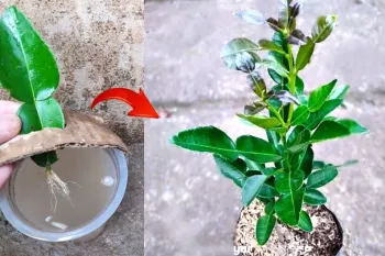آموزش تکثیر برگ لیمو ترش از برگ در گلدان تکنیک های حرفه ای