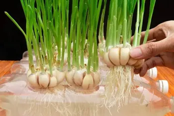 پرورش سیر در بطری پلاستیکی بدون خاک 😱🌱 | ریشه زایی سریع و برداشت انبوه در خانه