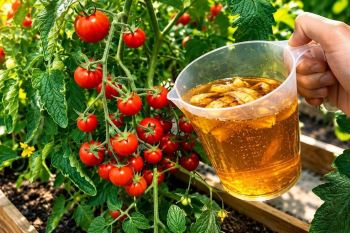 تبدیل پوست موز به کود عالی برای گیاهان ؛ یک روش طبیعی و مؤثر